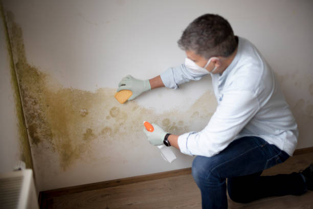 Best Emergency Mold Remediation  in Viera West, FL
